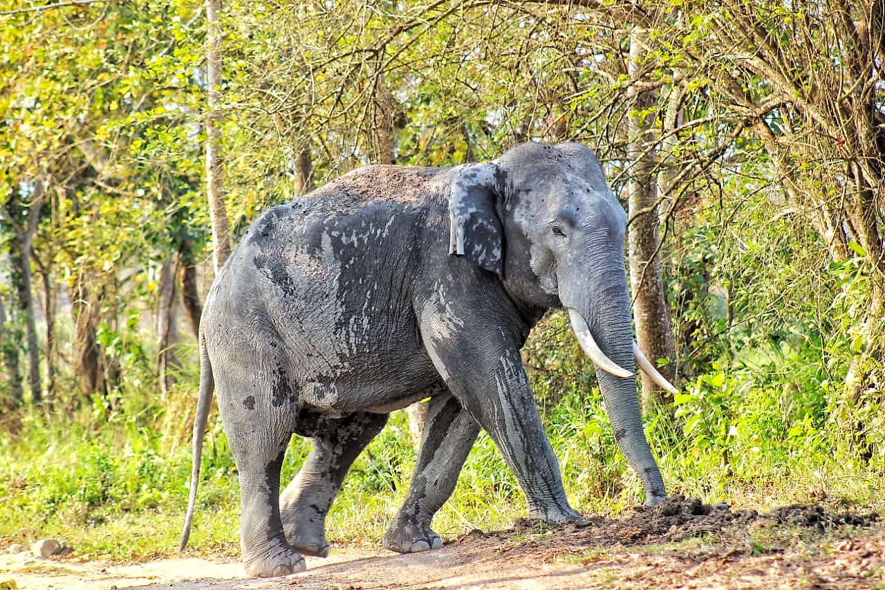 Asian Elephant