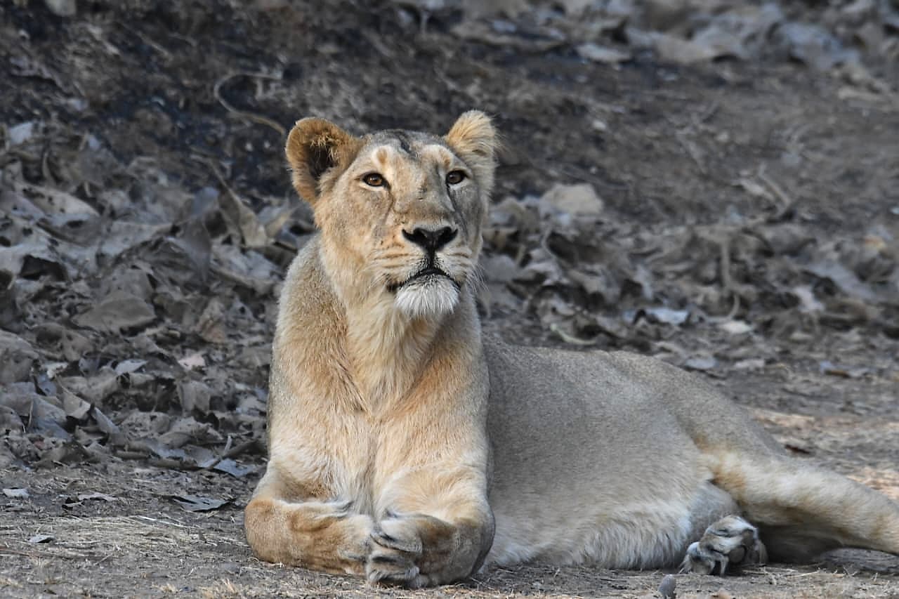 Asiatic Lion