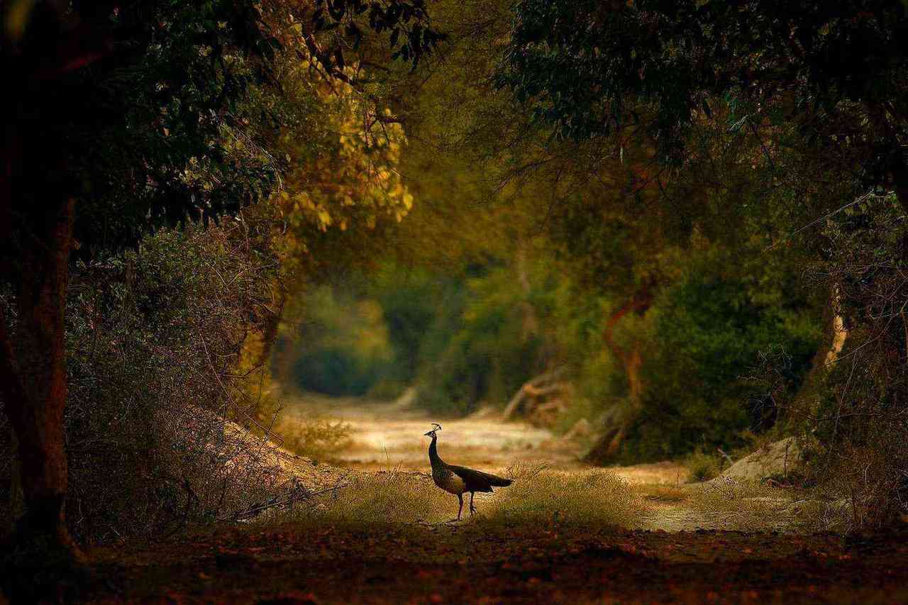 Peahen standing on a forest path framed by lush trees
