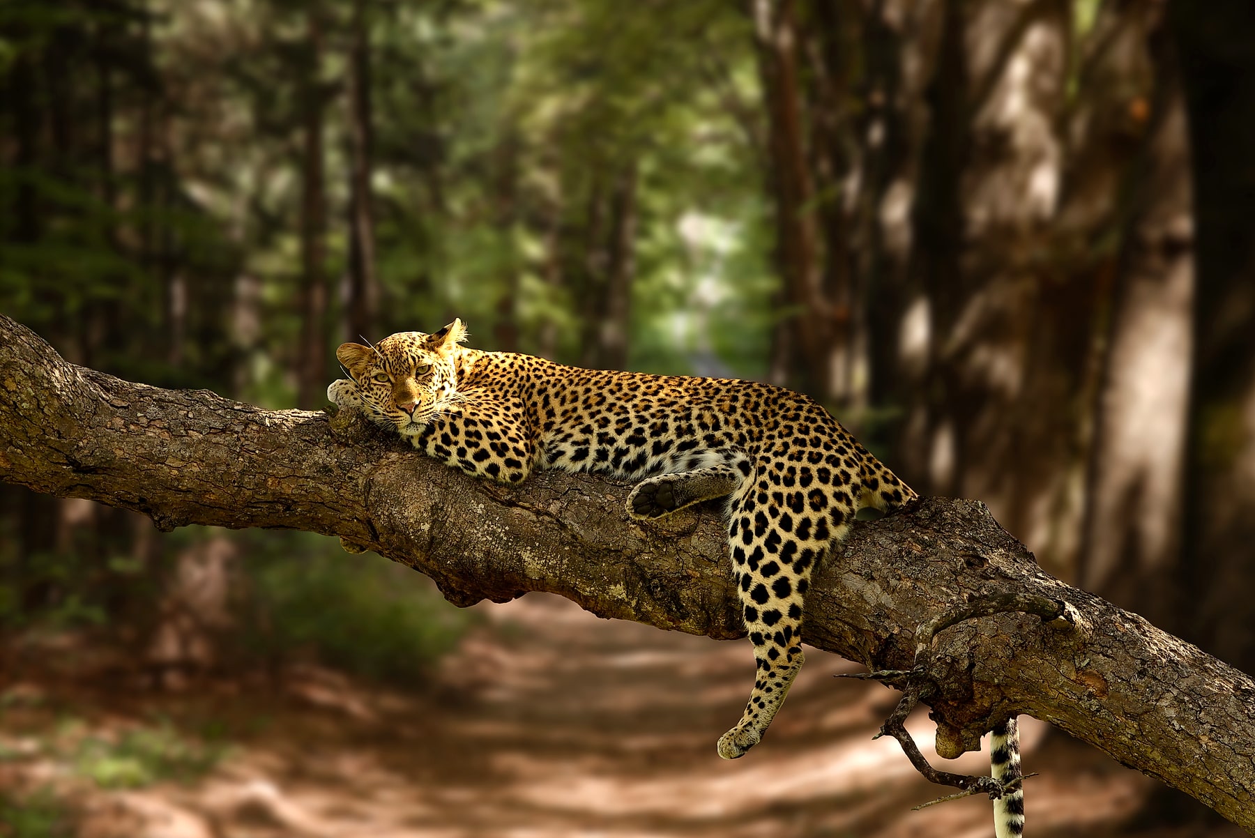 Leopard