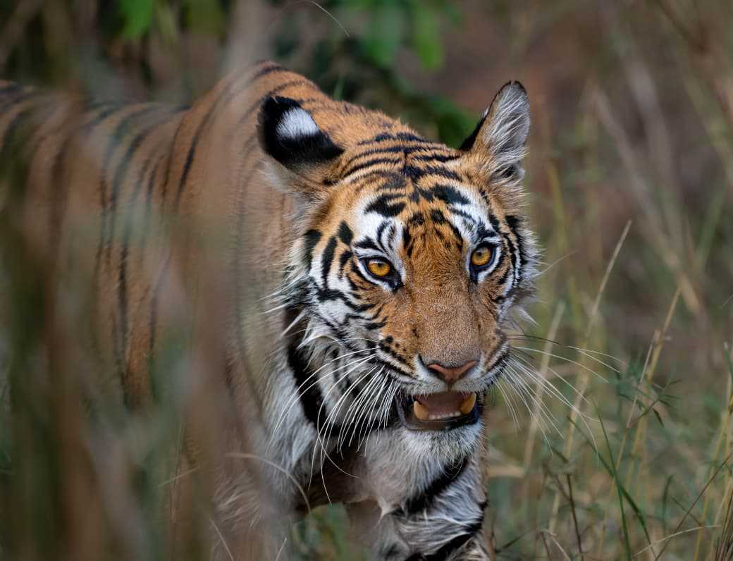 Kanha tiger safari