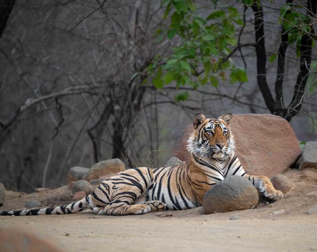 Ranthambore tiger safari