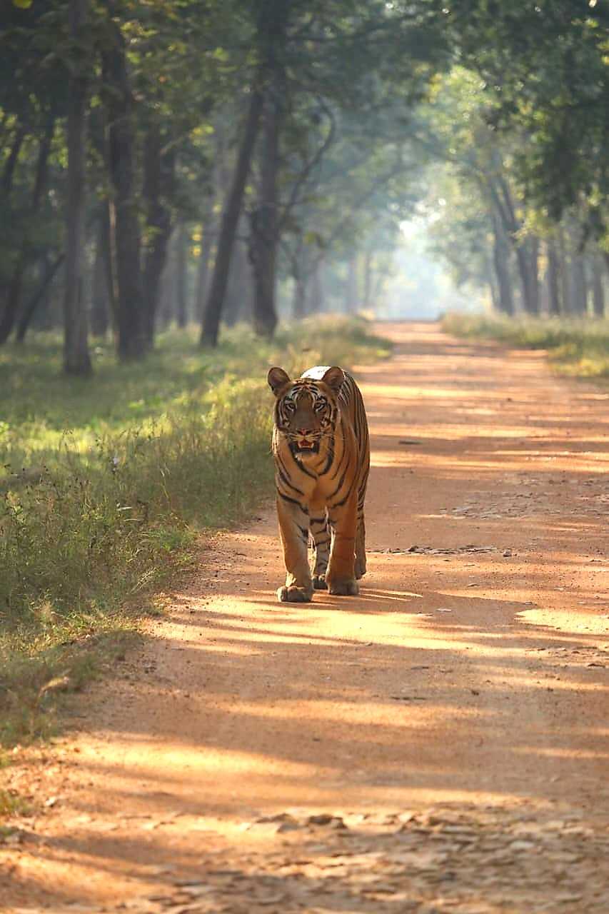 Tadoba-Andhari Tiger Reserve